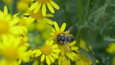 Close up of honey bee pollinating Ragwort flower in field during sunny day Stock Footage 172139449