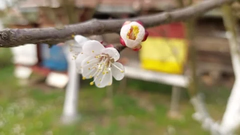 Close-up of Honey Bee Pollinating Spring Apricot Blossom in Orchard Vídeos de archivo 333642515