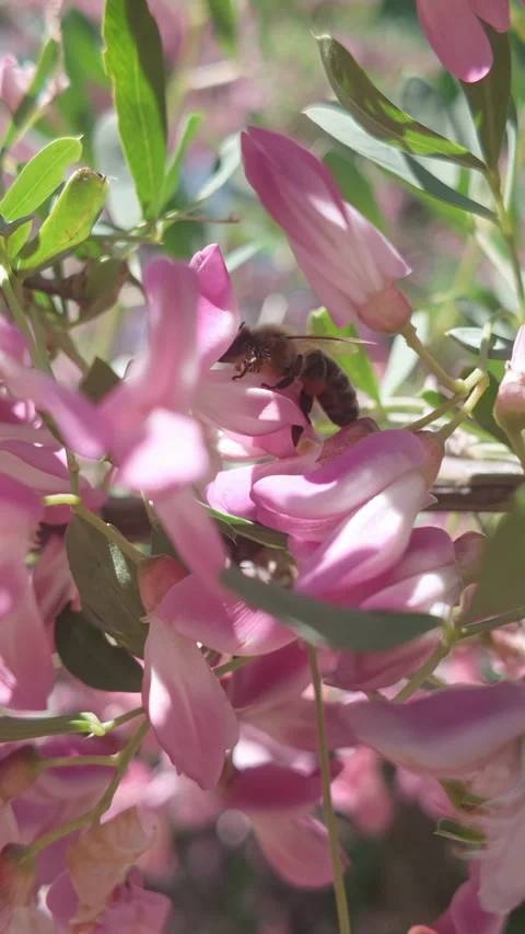 Close-up of honey bee pollinating vivid pink spring flower blossom Stock Footage 338135091