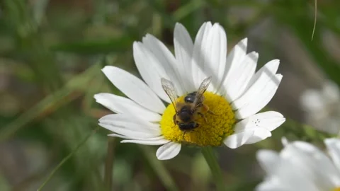 Close up of honey bee pollinating white daisy outside in field during sunny day Stock Footage 172140069