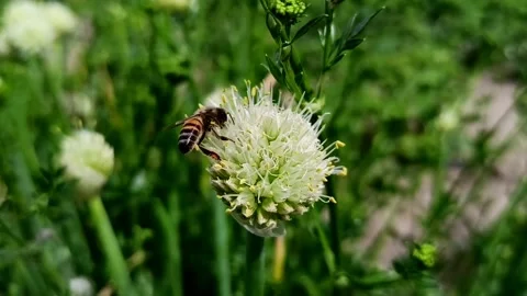 Close-up of a honey bee pollinating a white allium onion flower Video stock 337875512