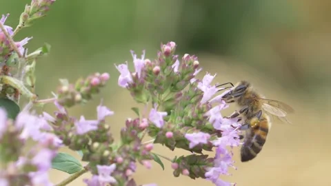 Close up of honey bee pollinating wild thyme during bright day outside in field Stock Footage 172140117
