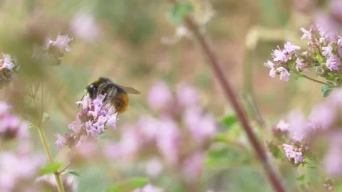 Close up of honey bee pollinating wild thyme during bright day outside in field Stock Footage 172153279