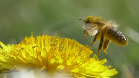 Close up of honey bee pollinating yellow dandelion outside in field on sunny day Stock Footage 168818829