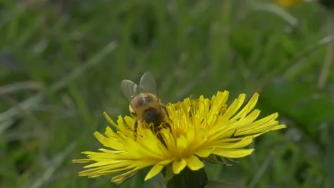 Close up of honey bee pollinating yellow dandelion outside in field on sunny day Stock Footage 172140057