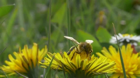 Close up of honey bee pollinating yellow dandelion and then flying away Stock Footage 172140066