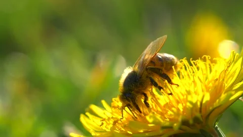 Close up of honey bee pollinating yellow dandelion outside in field on sunny day Stock Footage 172148073
