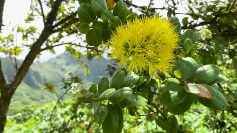 Close-up of honey bee pollinating a yellow Ohia blossom Stock Footage 268352909