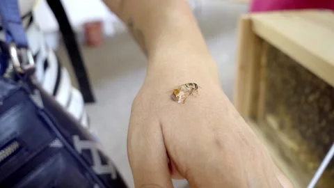 Close up of honey bee resting on person's hand during a beekeeping demonstration Stock Footage 343711374