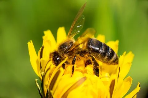 Close-up of a honey bee taking nectar on a spring yellow dandelion flower Stock Photos