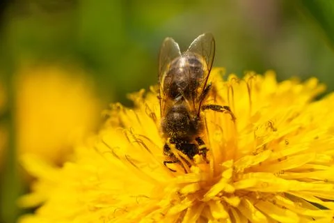 Close-up of a honey bee taking nectar on a spring yellow dandelion flower Stock Photos