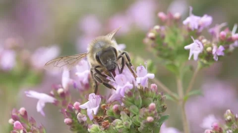 Close up of honey bee walking on wild thyme and collecting nectar Stock Footage 172140175
