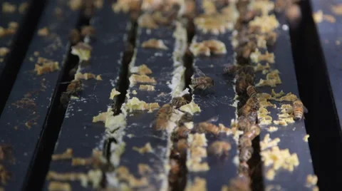 Close up of honey bees in bee hive Stock Footage 54261821