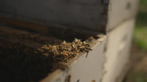 Close-up of honey bees in beehive Stock Footage 50167613