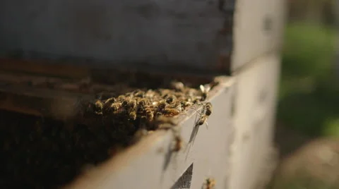 Close-up of honey bees in beehive Stock Footage 50168112