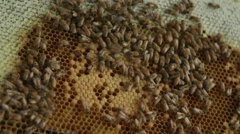 Close up of honey bees on a brood frame Stock Footage 54261865