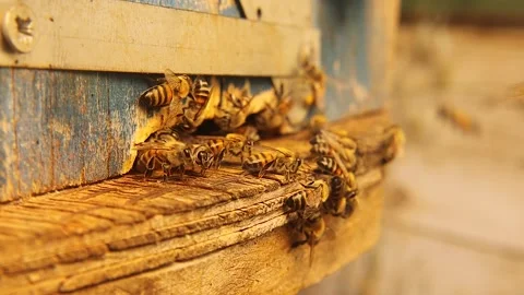 Close-up of honey bees buzzing at hive entrance. dynamic, natural, and detailed Stock Footage 312431120