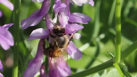 Close up of honey bees collect nectar Stock Footage 252520408
