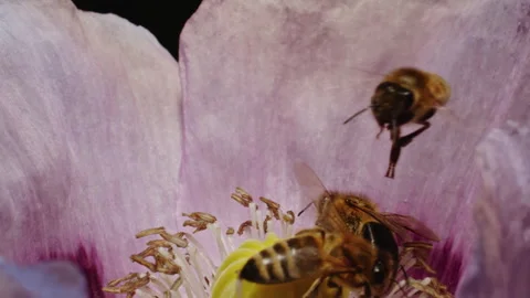 Close-up of honey bees collecting nectar from the center of a pink poppy flower Stock Footage 276892124
