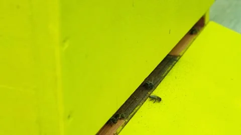 Close up of honey bees crawling on a yellow wooden hive slow motion Stock Footage 344035984