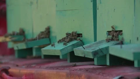 Close-up of honey bees entering and leaving the hive 스톡 동영상 212901110