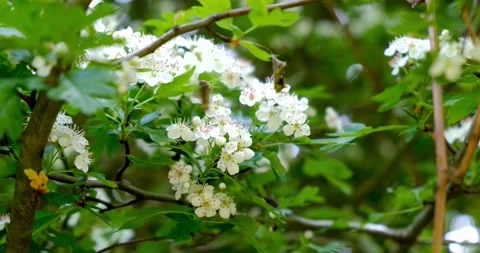 Close up of honey bees flying around honeysuckle flowers bee collecting nectar Stock Footage 147368027
