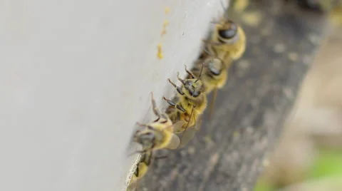 Close-up of honey bees Stock Footage 50173168