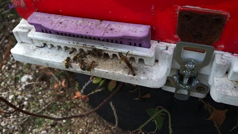 Close up of honey bees. Stock Footage 164729583