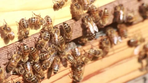 Close up of honey bees Stock Footage 274075202