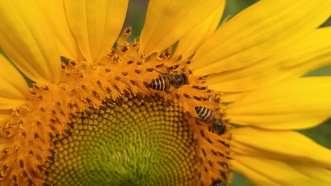 Close-up of honey bees foraging on a vibrant yellow sunflower under the bright Video stock 332123873