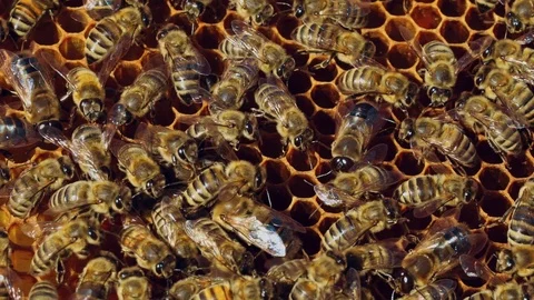 Close-up of honey bees. Frames of a beehive. Bees turn nectar into honey. Stock-Footage 104144321