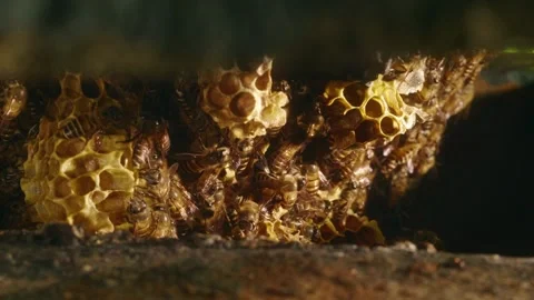Close-up of honey bees gathering around natural wax honeycomb, revealing op.. Stock Footage 345787672