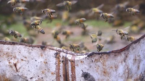 Close up of honey bees hovering over rusty edge collecting pollen in slow mot Stock Footage 104060787