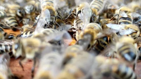 Close-Up of Honey Bees Inside a Hive Video stock 310050996