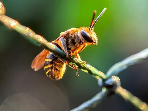 Close up of honey bees Photos