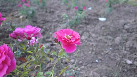 Close Up of Honey Bees Pollinating a Vibrant Pink Rose in a Spring Garden Stock Footage 329798289