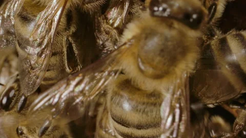 Close up of honey bees producing in a hive Stock Footage 161913516