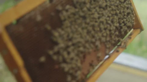 Close-Up of Honey Bees Swarming on Wooden Beehive Frame Video stock 338018564
