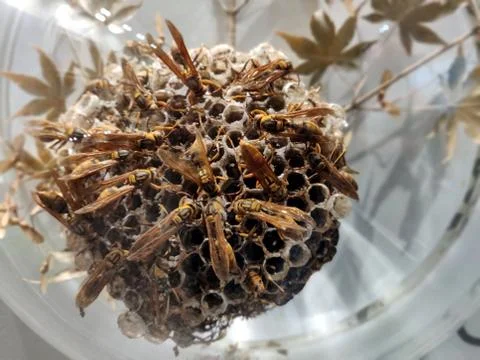 Close up of honey bees at work Foto stock