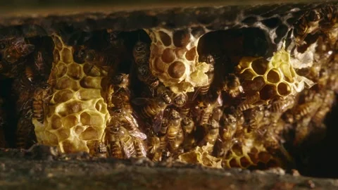 Close-up of honey bees working together around natural wax honeycomb, showi.. Vidéo 345787664