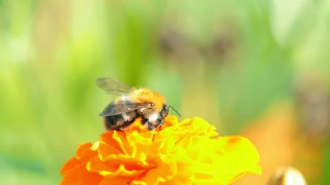 Close-up of honey bumblebee pollinating on yellow spring flower Stockbeeldmateriaal 138226992