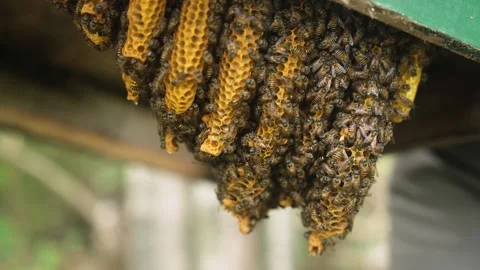 Close Up of Honey Comb Full of Bees, Inside a Bee Hive, Bee Keeping Wooden Stock Footage 220721583