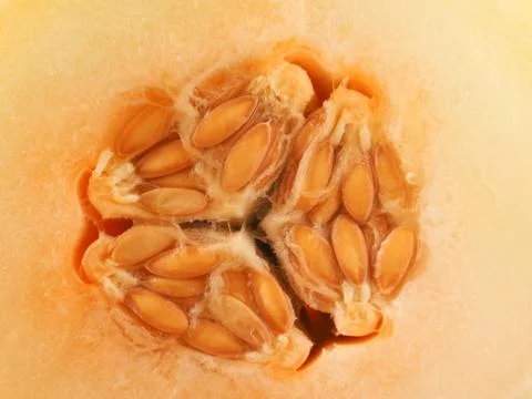 Close up of a honey melon Stock Photos