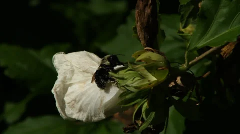 Close up, honeybee, bee covered in pollen on white flower Stock Footage 34049561