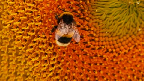 Close-up honeybee collecting honey, nectar on sunflower, macro bee on flower Vídeo Stock 273765656