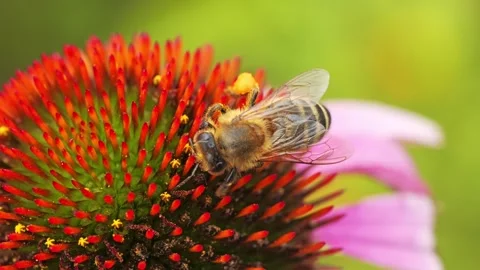 Close-Up of a honeybee on echinacea flower Stockbeeldmateriaal 314397454