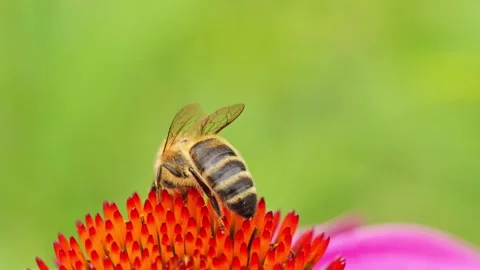 Close-Up of a honeybee on echinacea flower Vidéo 314397461