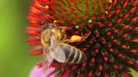 Close-Up of a honeybee on echinacea flower Vidéo 314397574