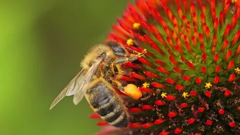 Close-Up of a honeybee on echinacea flower Vidéo 314397664