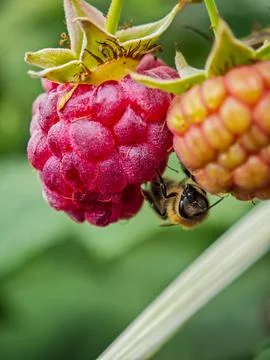 Close-up of a honeybee on a ripe raspberry with another unripe berry Stock Photos